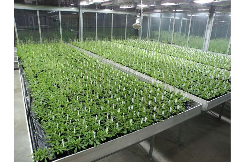 Increasing crop yields by breeding plants to cooperate