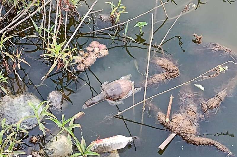 Indian flapshell turtles are not particularly rare but are a protected species