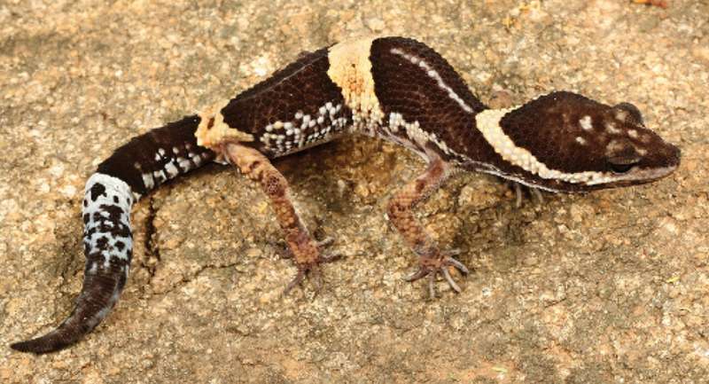 India's relic forests reveal a new species of leopard gecko