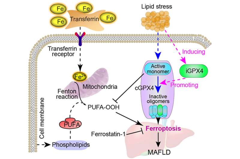 Inducible GPX4 alternative isoform to alleviate ferroptosis and treat metabolic-associated fatty liver disease