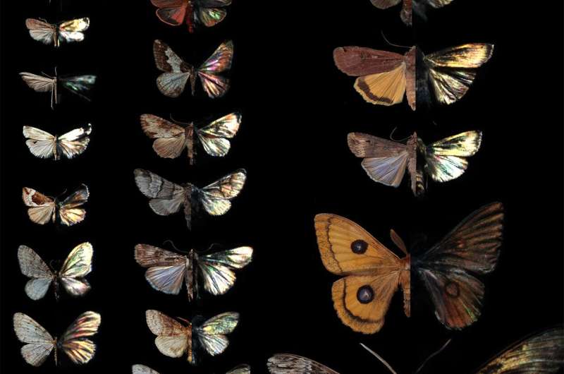 Infrared cameras show moths have a wide variety of coloring