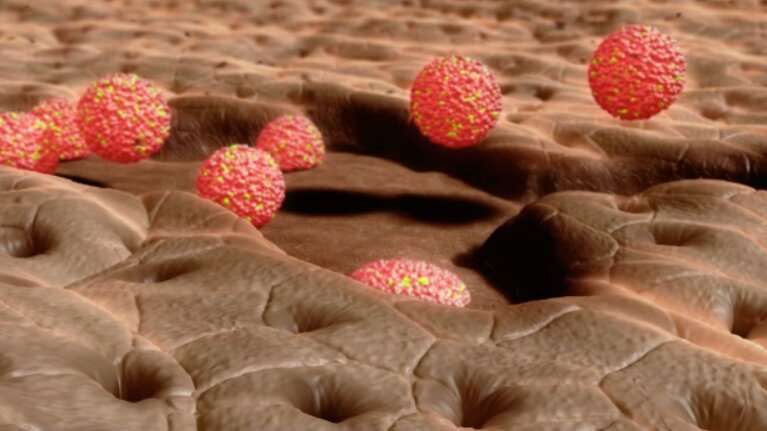 تزریق ساختارهای سلولی سه بعدی ممکن است روده آسیب دیده را ترمیم کند