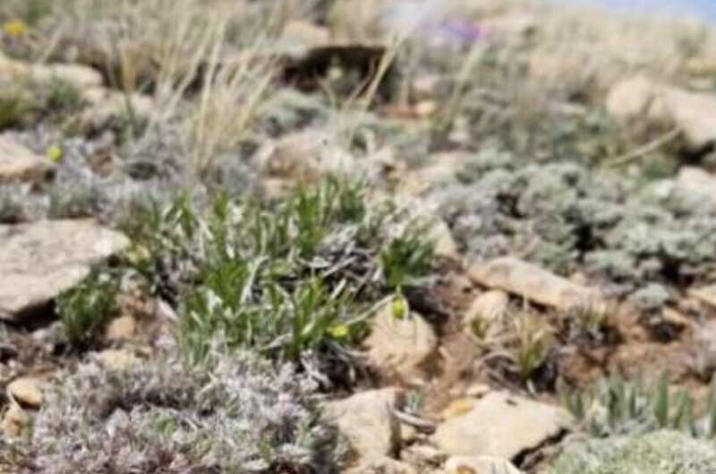 Insect pollination key for rare Wyoming sagebrush species