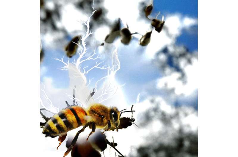 Insects contribute to atmospheric electricity