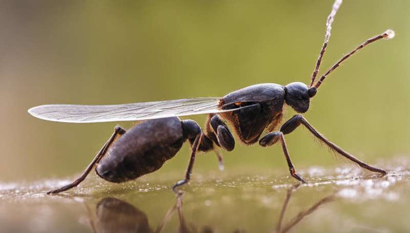 Insects may feel pain, says growing evidence—here's what this means for animal welfare laws