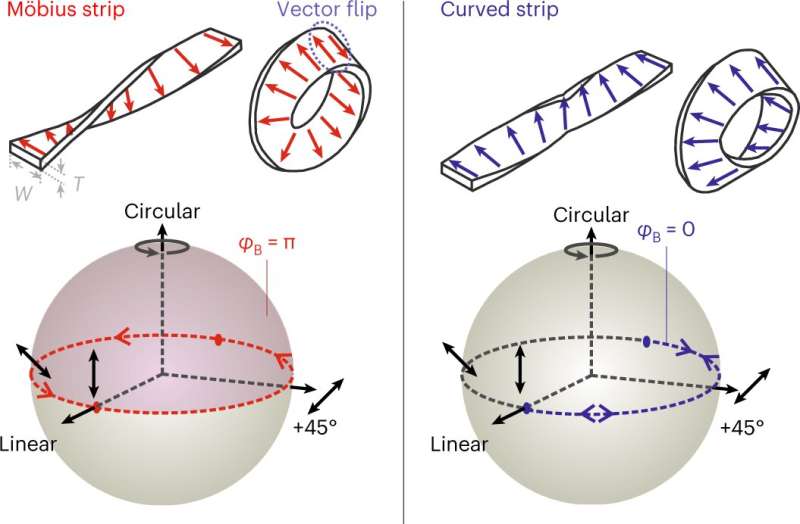 Insights into optical resonances determined by the topology of the Möbius strip