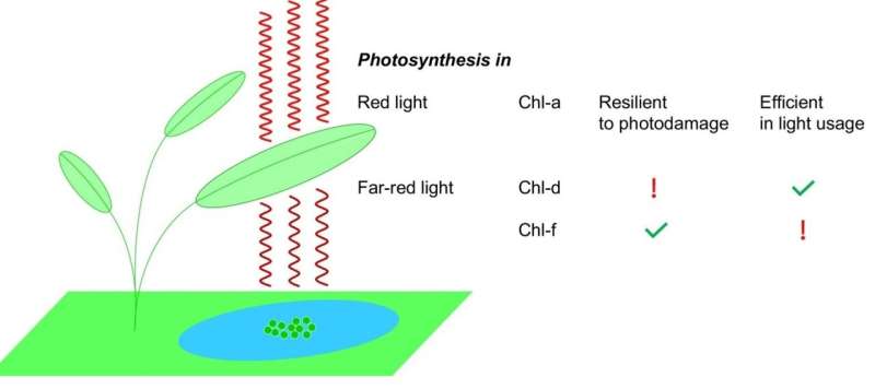 Insights into two rare types of photosynthesis could boost crop production