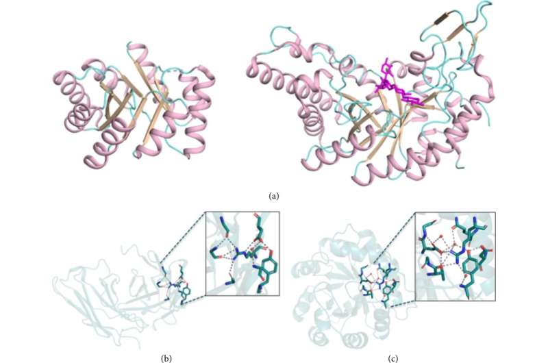 Inspiration and thinking in the design of large-scale functional proteins: Evolution-guided atomistic design