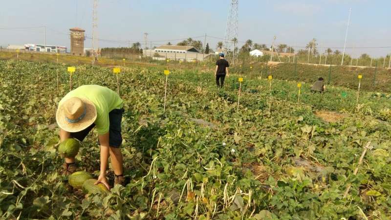 Intercropping melon and cowpea improves soil nutrients and increases melon yields