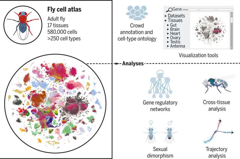 International team creates first complete fruit fly cell atlas