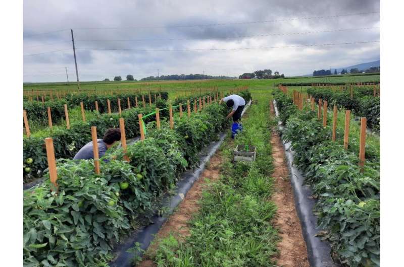 Internet-based precision irrigation system shows promise for fresh-market tomato