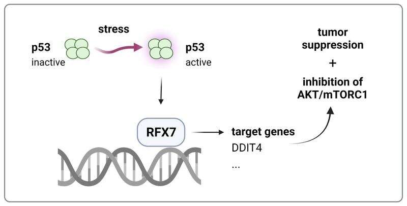 Interplay of genes: The understudied transcription factor RFX7 has a central role in growth and cancer