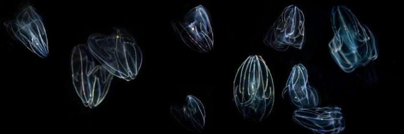 Into the brain of comb jellies: Scientists explore the evolution of neurons