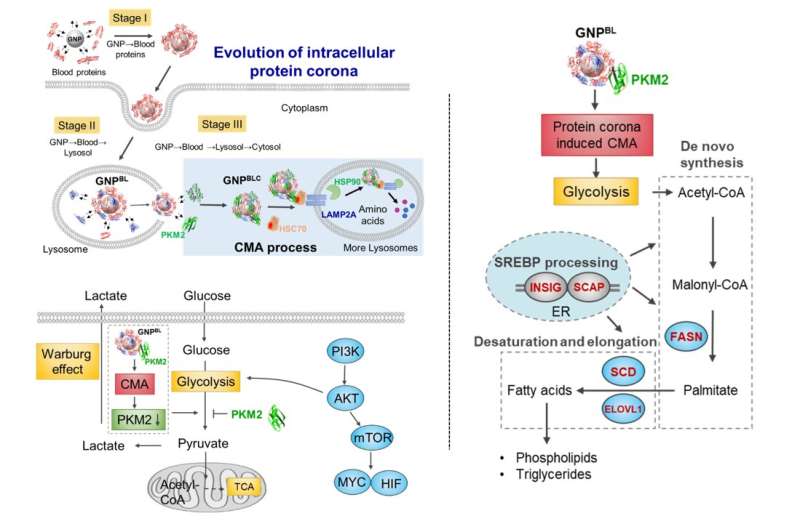Intracellular nano-protein corona perturb protein homeostasis and remodel cell metabolism