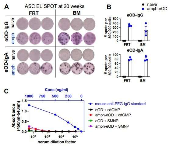 Intranasal vaccination produces potent systemic immunity against HIV and SARS-CoV-2 in animal models 