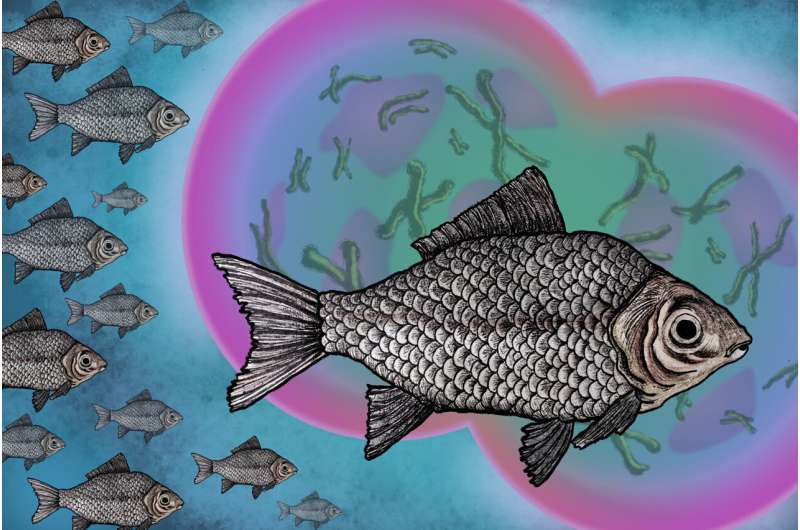 Invasive fish: Sperm hijacking as success strategy