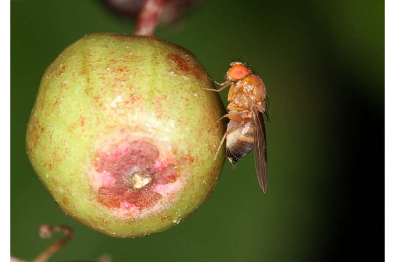 Invasive fruit fly may pose threat to forest ecosystems