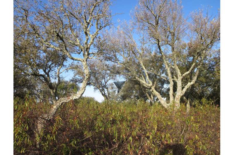 Invasive gum rockrose threatens cork oaks in Portugal