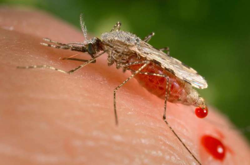 入侵的蚊子可能会破坏非洲的疟疾进展
