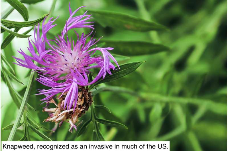 Invasive Plants Species are Increasing Exponentially, But No One Knows How Many Invasive Plant Species There Are