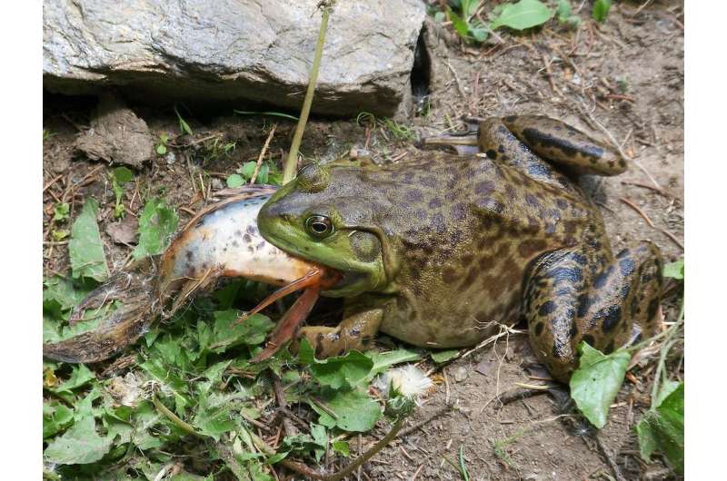 Invasive reptile and amphibian species are causing billions of dollars in damages globally