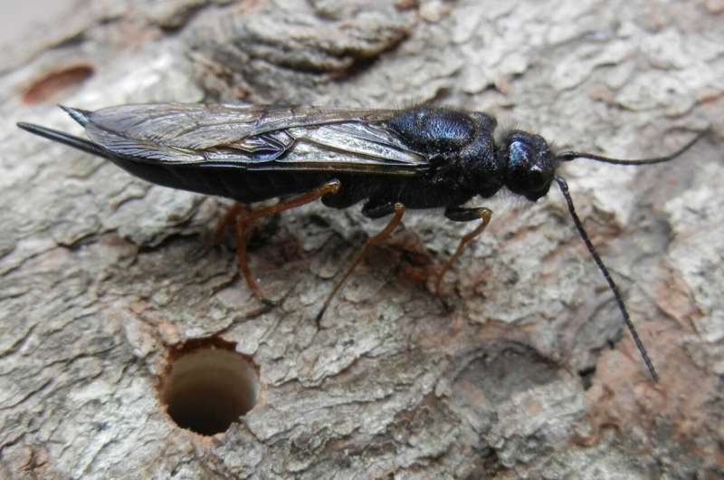 Invasive wasp tests nature's strengths and weaknesses