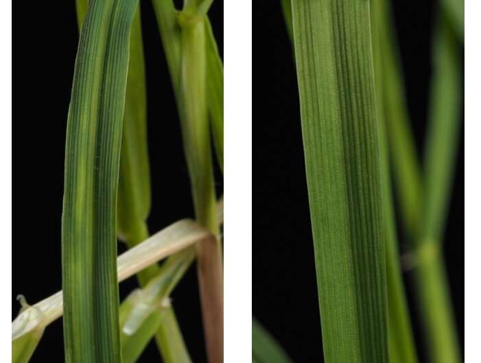 IPK researchers use Cas9 gene scissors to establish new resistances of winter barley to viruses