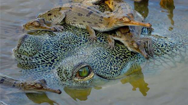 There is a risk of losing the indispensable roles of crocodiles and relatives