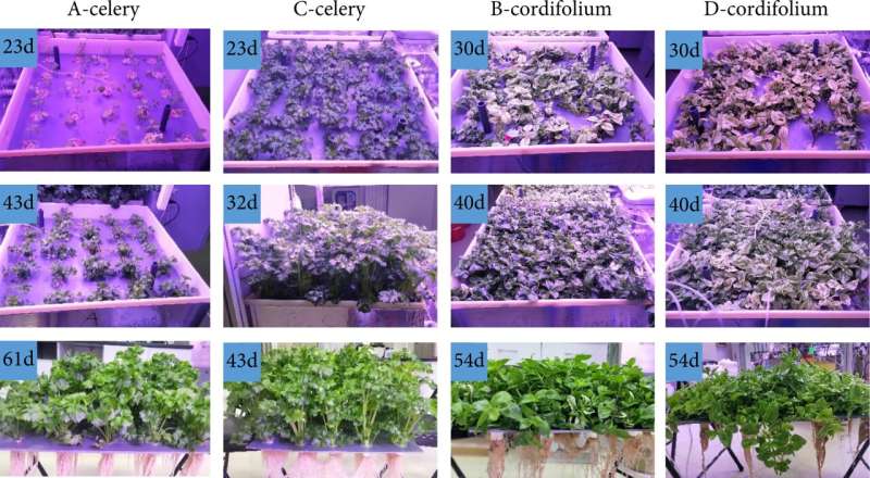 Is it feasible to resume high salinity wastewater as a plant nutrient medium for plant hydroponics in CELSS?