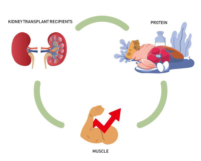 Is it really healthy to restrict protein intake for kidney transplant recipients?