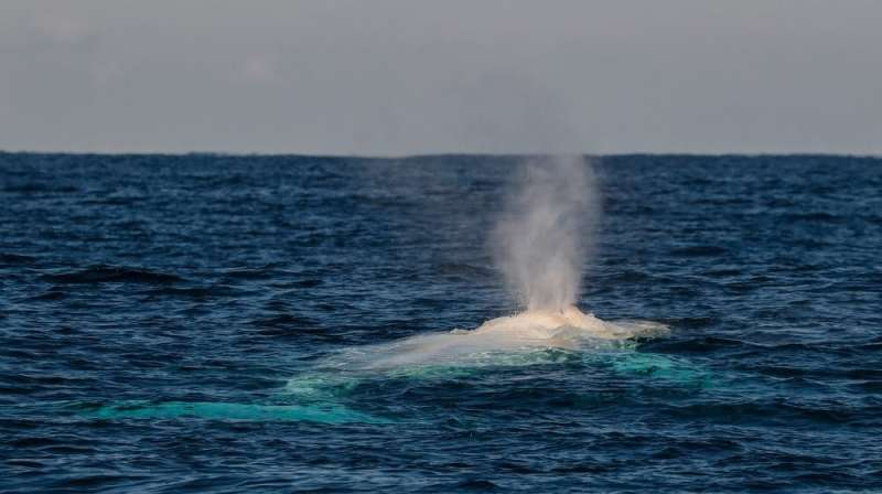 Migaloo, the Rare Albino Humpback Whale, Might be Dead