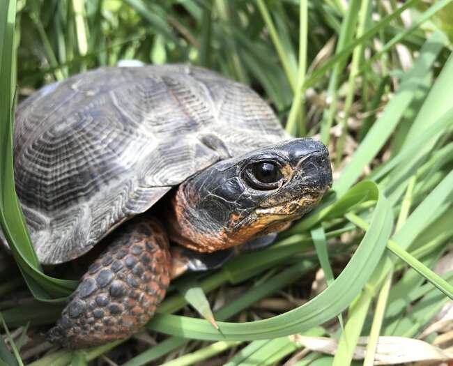 Is that turtle legal? Fighting wildlife trafficking with stable isotopes