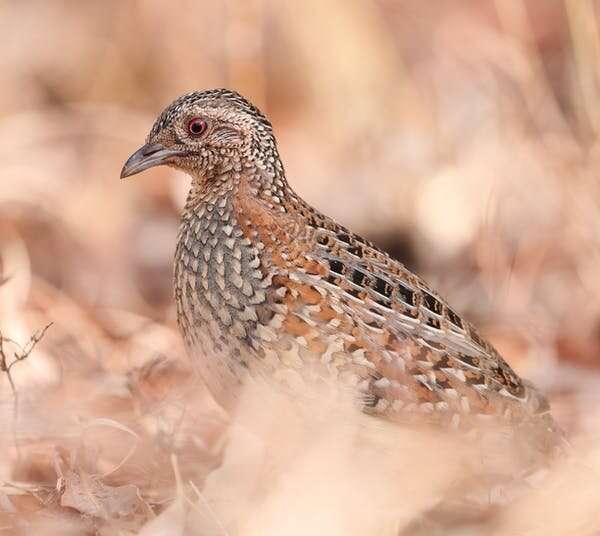Is the buff-breasted button-quail still alive? This century-old bird mystery has yet to be solved