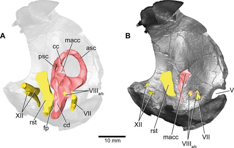Island dwarves and inner ears: Long-necked dinosaur from Germany was probably precocial