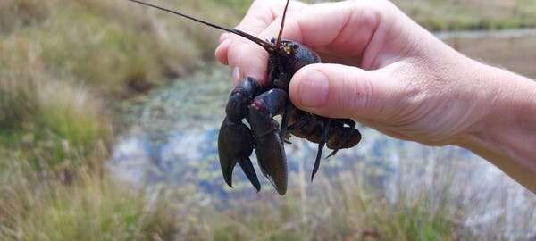 It may not be cute, but here’s why the humble yabby deserves your love