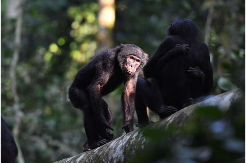It's a female bonobo's world—ecologists propose new tools to assess sex and power among wild animals