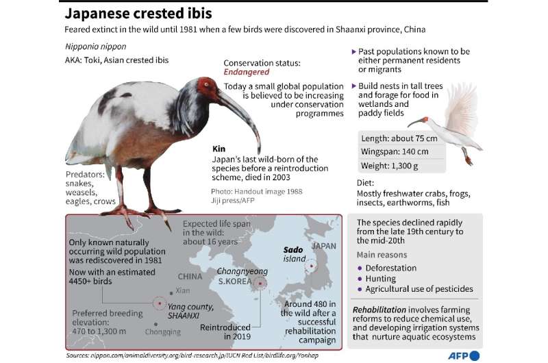 Japanese ibis comb