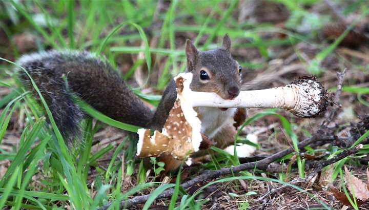 Japanese squirrels can consume “poisonous” mushrooms -The potential mutualism between squirrels and Amanita species-