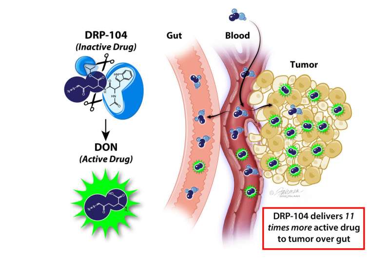 Johns Hopkins researchers design 'prodrug' that targets cancer cells' big appetite for glutamine, leaving healthy cells unharmed