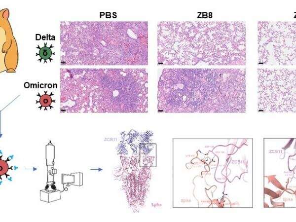 Joint study reports broadly neutralizing antibody against SARS-CoV-2 omicron variants