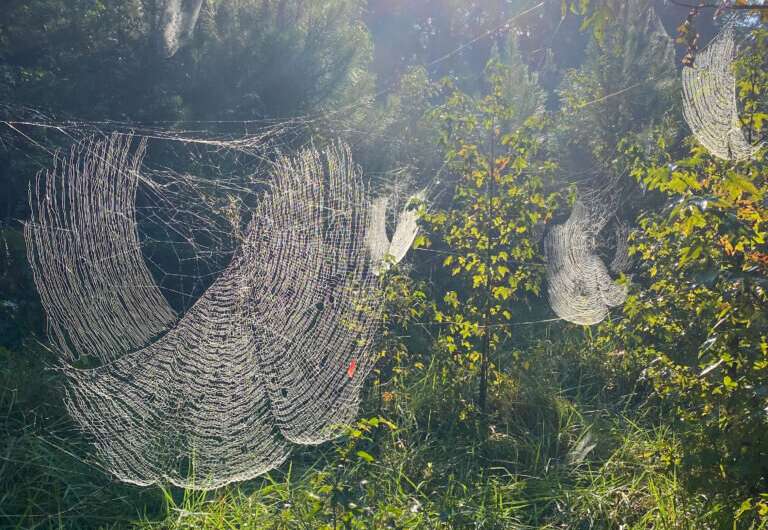 Joro spiders likely to spread beyond the state of Georgia, could colonize the entire East Coast