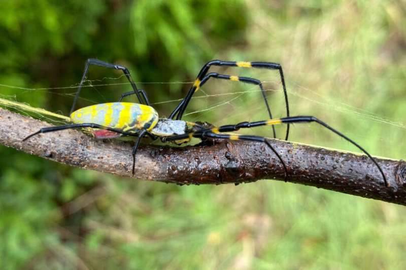 Joro spiders likely to spread beyond the state of Georgia, could colonize the entire East Coast