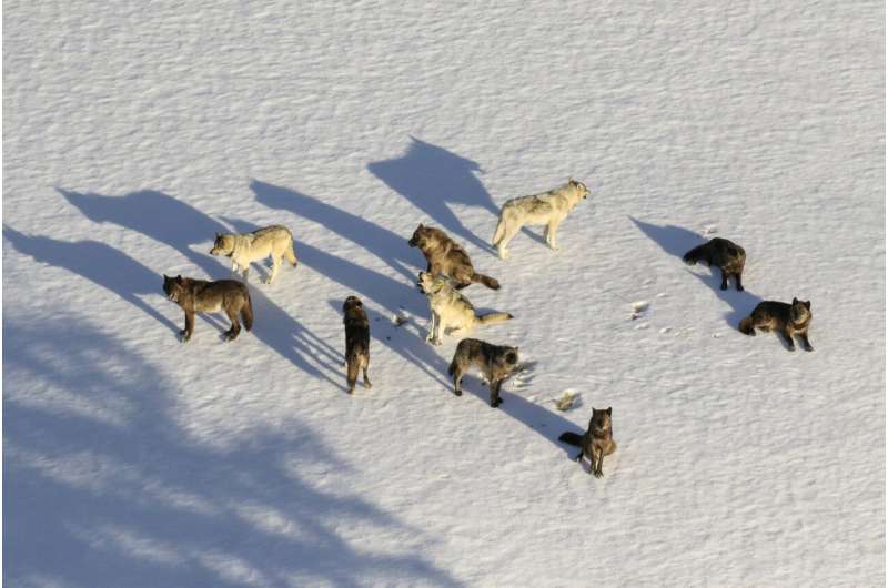 Judge restores protections for gray wolves across much of US