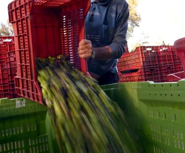 Jure Susac, a Bosnian olive farmer, delivers his pickings to an oil mill
