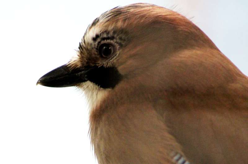 Just like humans, more intelligent jays have greater self-control