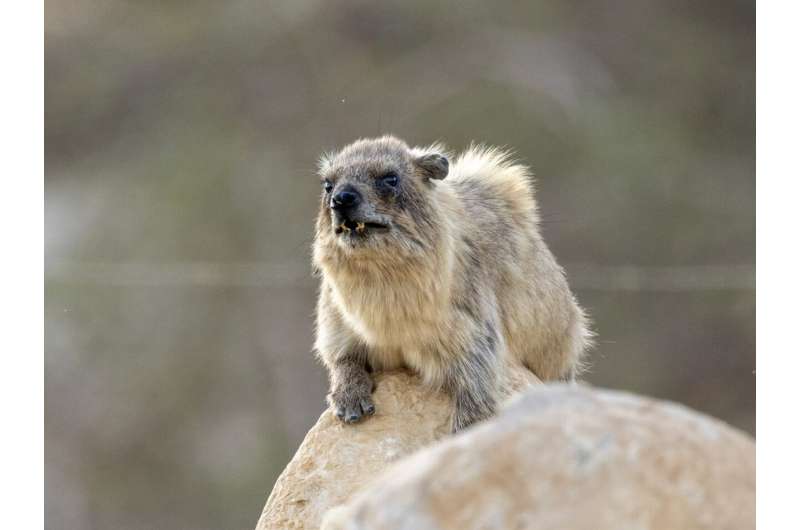 Keeping to a beat is linked to reproductive success in male Rock Hyraxes