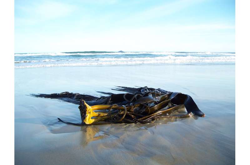Kelp connecting Southern coasts – genomics reveals