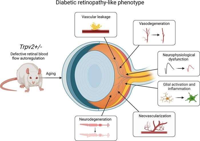 Key process that contributes to vision loss and blindness in people with diabetes