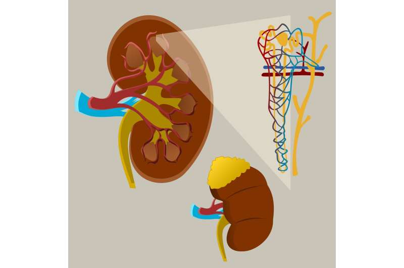 kidney organ