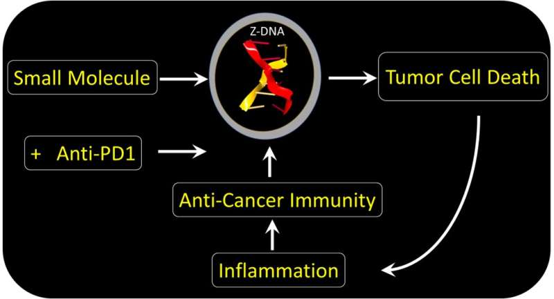 کشتن سرطان ها با Z-DNA: رویکردی جدید برای درمان تومورهای مقاوم به درمان که مسیر مرگ سلولی بسیار خاصی را هدف قرار می دهد.